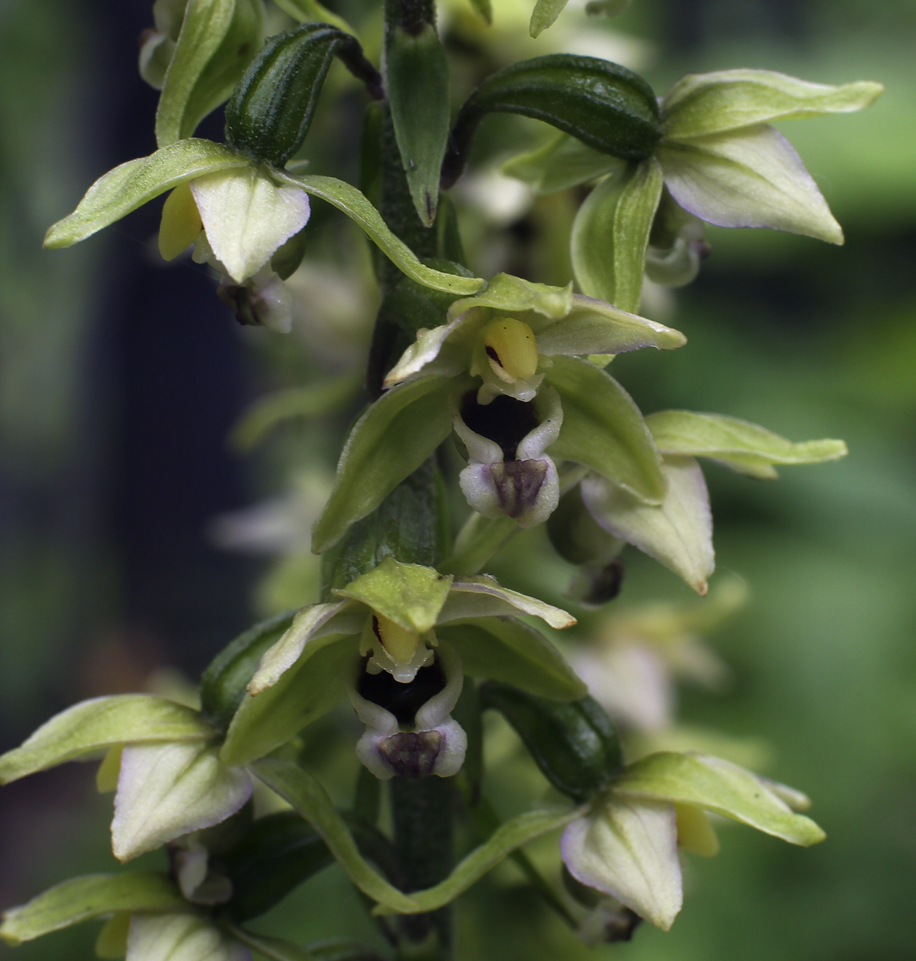 Изображение особи Epipactis helleborine.