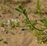 Medicago × varia. Верхушка цветущего и плодоносящего побега. Пермский край, Берёзовский р-н, долина р. Шаква ниже с. Рыжково, р-н Татарской горы, около грунтовой дороги. 5 августа 2017 г.