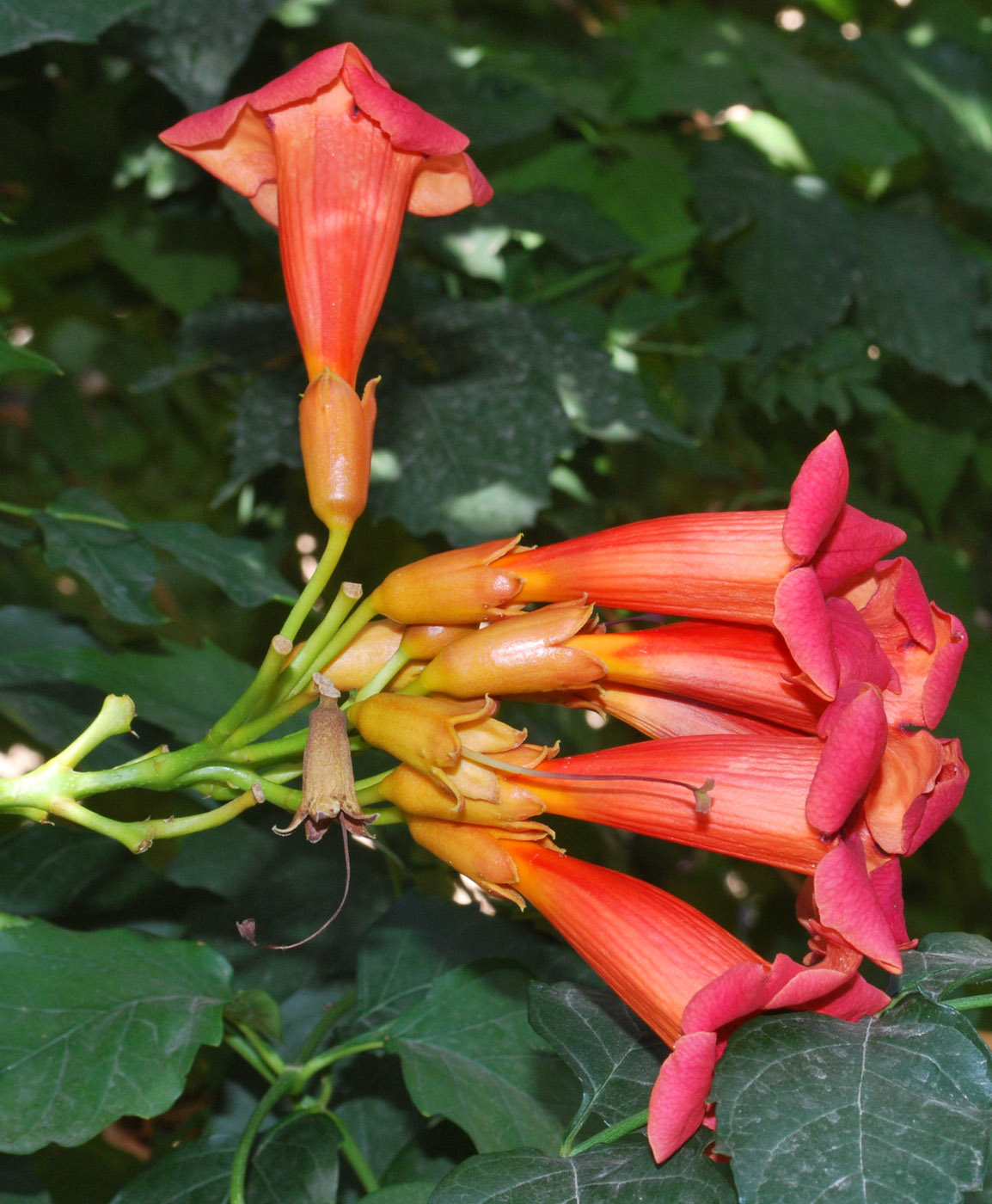Image of Campsis radicans specimen.