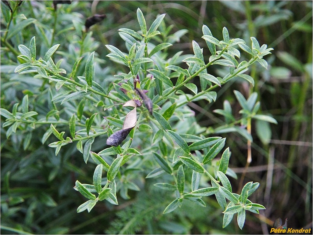 Изображение особи Genista tinctoria.