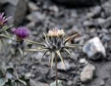 Cousinia carduncelloidea. Отцветшее соцветие. Таджикистан, Фанские горы, верховья р. Чапдара, ≈ 2800 м н.у.м., осыпающийся сухой склон. 02.08.2017.