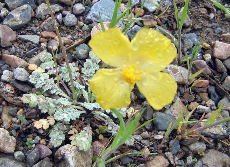 Изображение особи Glaucium squamigerum.