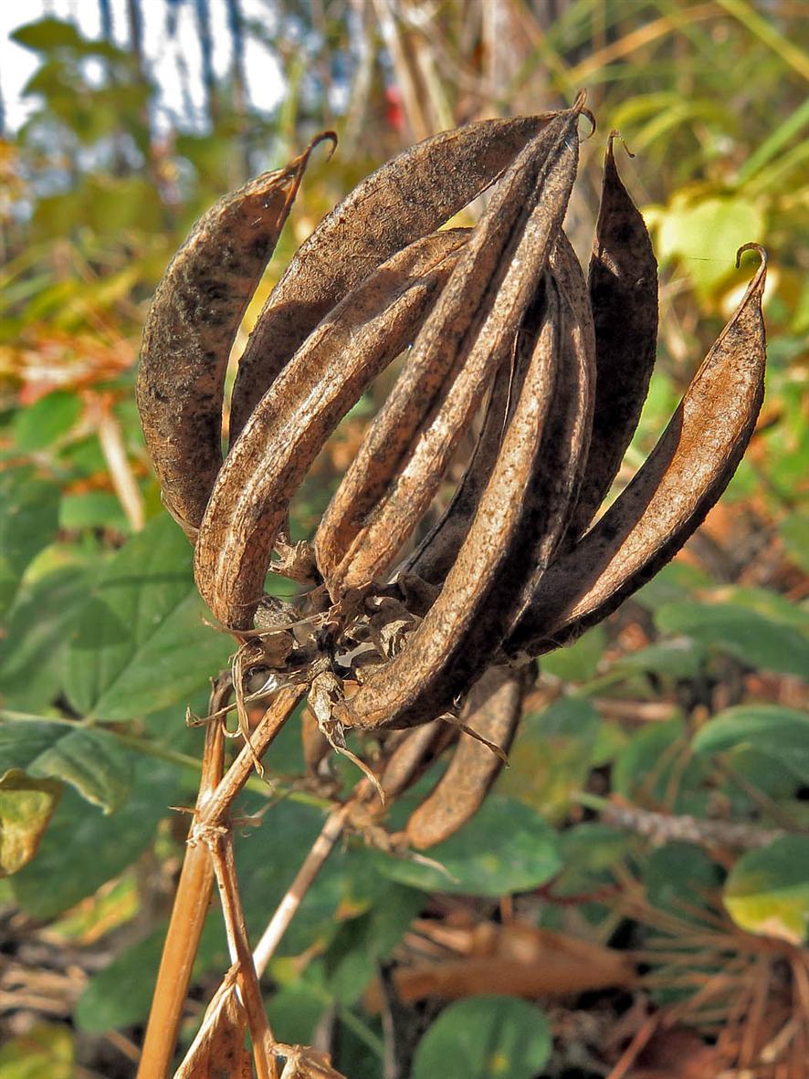 Image of Astragalus glycyphyllos specimen.