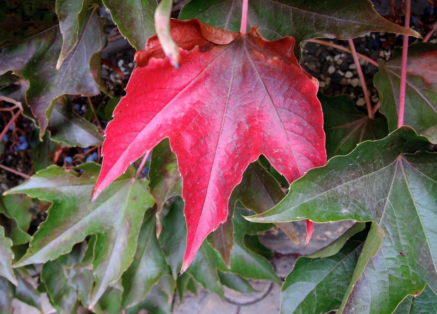 Изображение особи Parthenocissus tricuspidata.