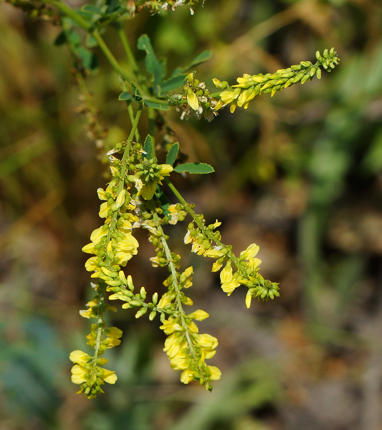 Изображение особи Melilotus officinalis.