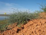 Asparagus breslerianus