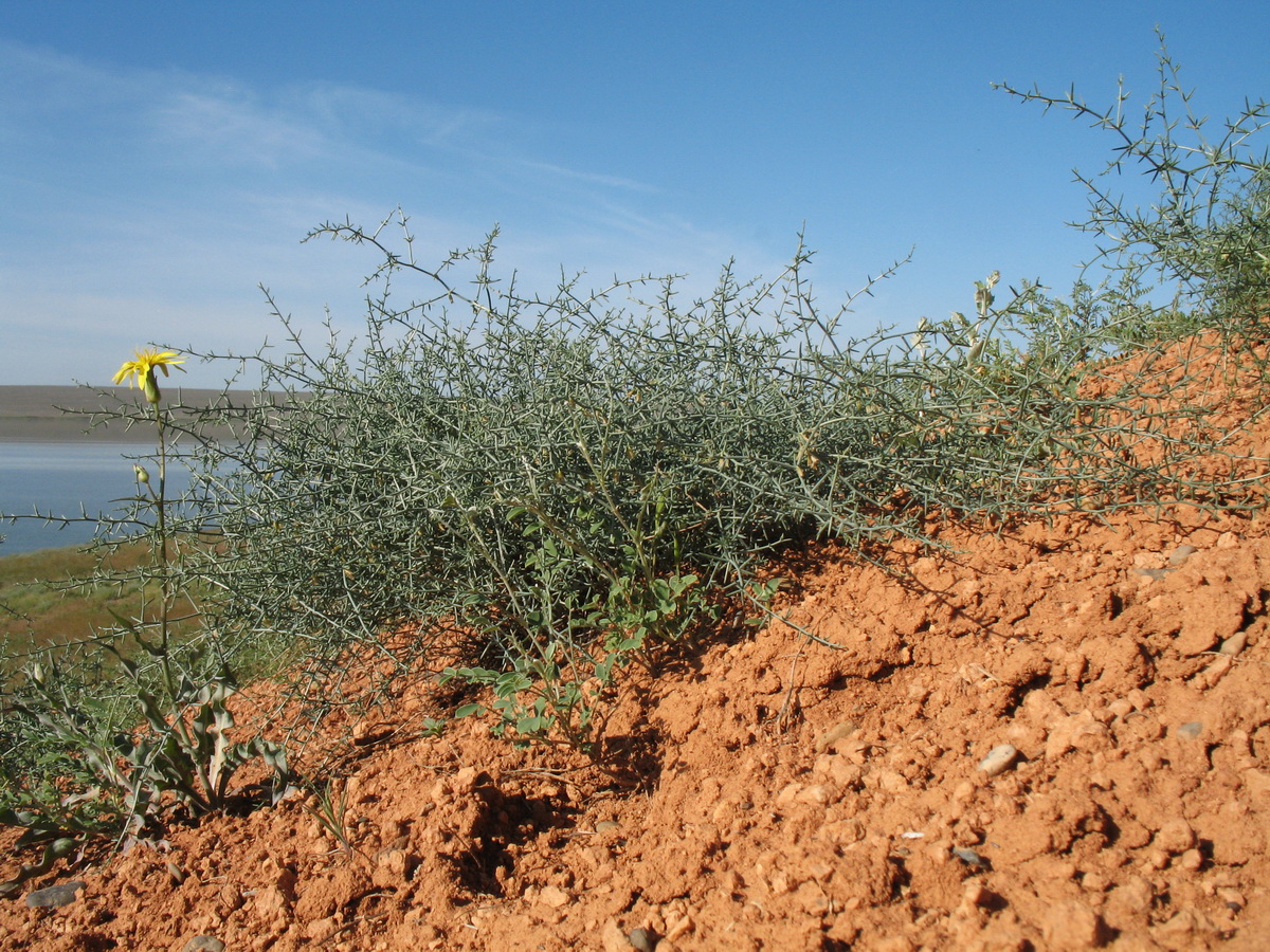 Image of Asparagus breslerianus specimen.