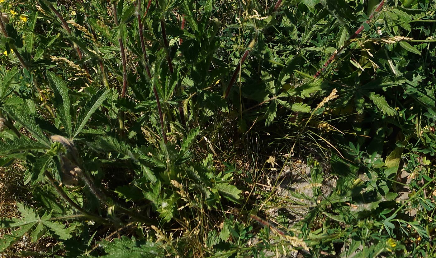 Image of Potentilla recta specimen.