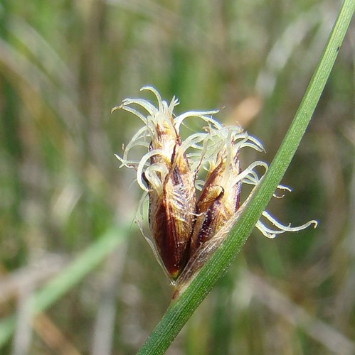Image of Schoenoplectus tabernaemontani specimen.