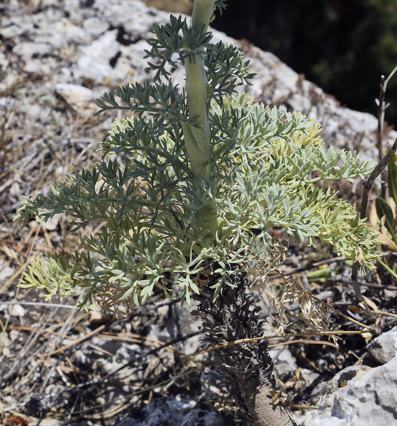 Image of Seseli gummiferum specimen.