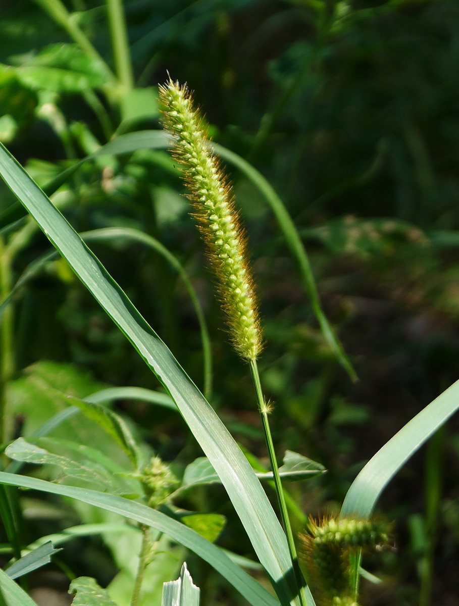 Image of Setaria pumila specimen.