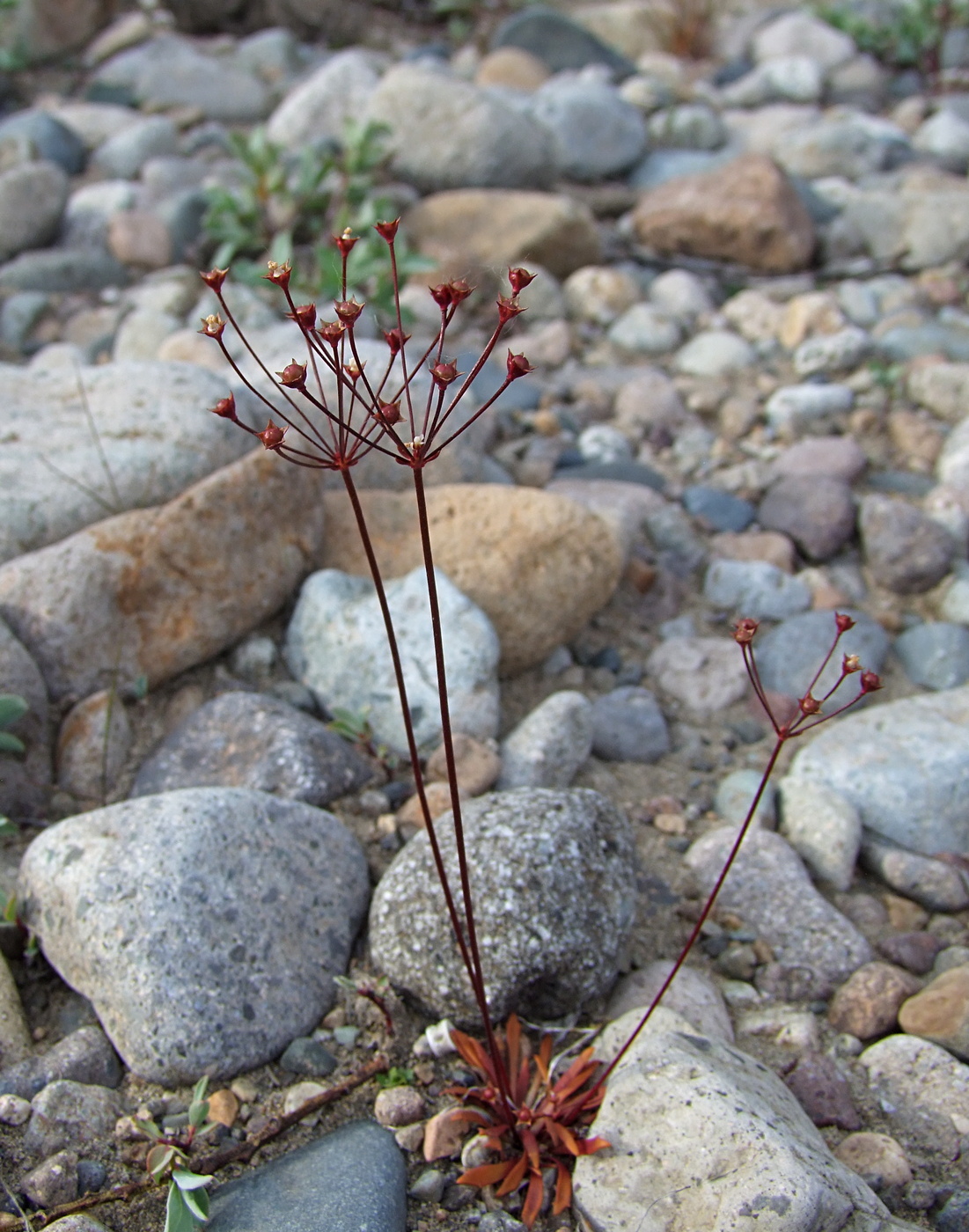 Image of Androsace septentrionalis specimen.