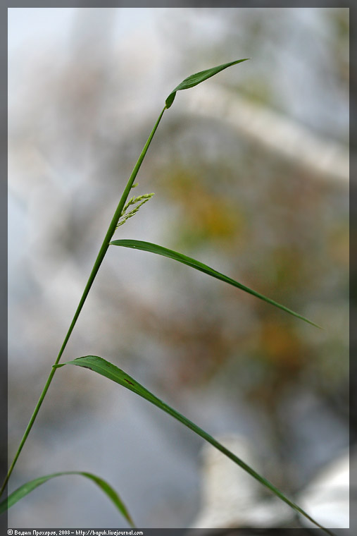 Изображение особи Leersia oryzoides.