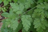 Chaerophyllum temulum