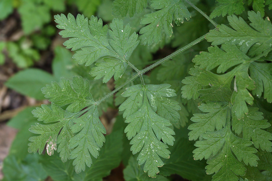 Image of Chaerophyllum temulum specimen.