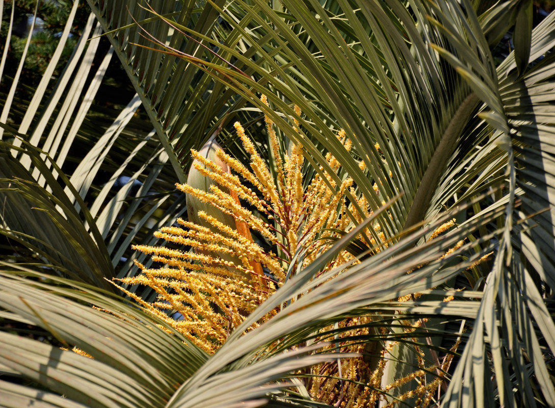 Image of Butia capitata specimen.