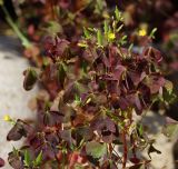Oxalis stricta