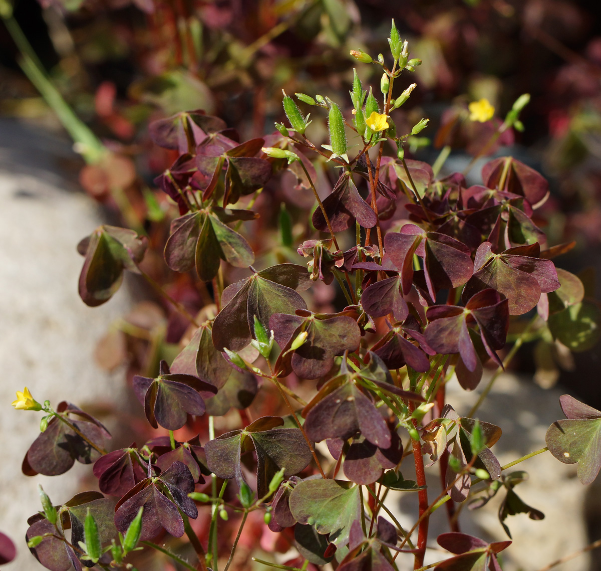 Image of Oxalis stricta specimen.