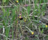 Tussilago farfara. Цветущее растение с кормящимся шмелем. Калужская обл., Боровский р-н, окр. деревни Чёлохово, невспаханное поле. 07.05.2015.