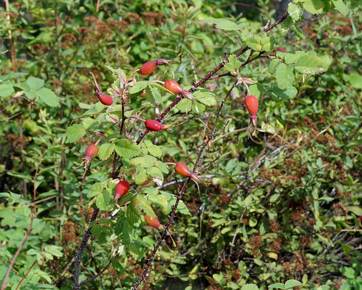 Изображение особи Rosa acicularis.