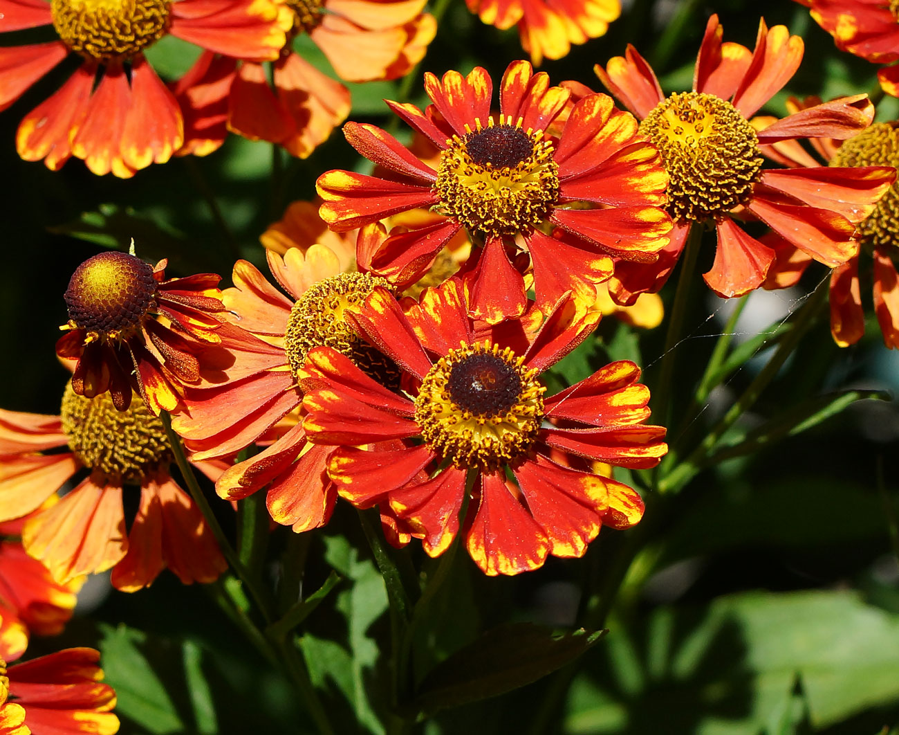 Изображение особи Helenium autumnale.