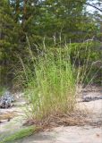Calamagrostis phragmitoides
