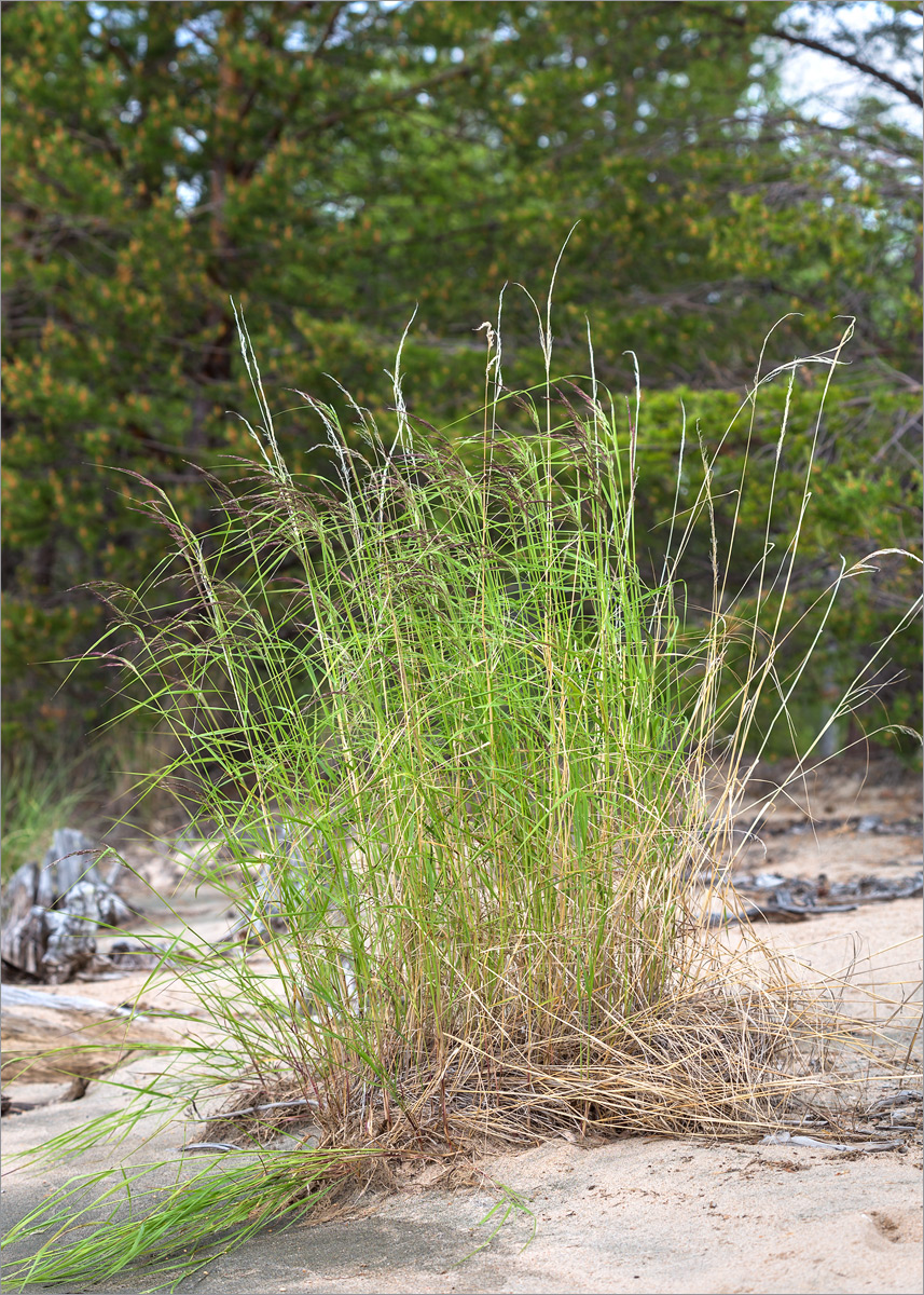 Image of Calamagrostis phragmitoides specimen.