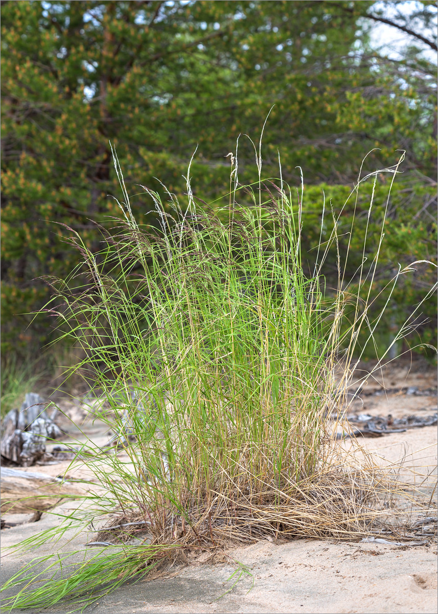 Изображение особи род Calamagrostis.