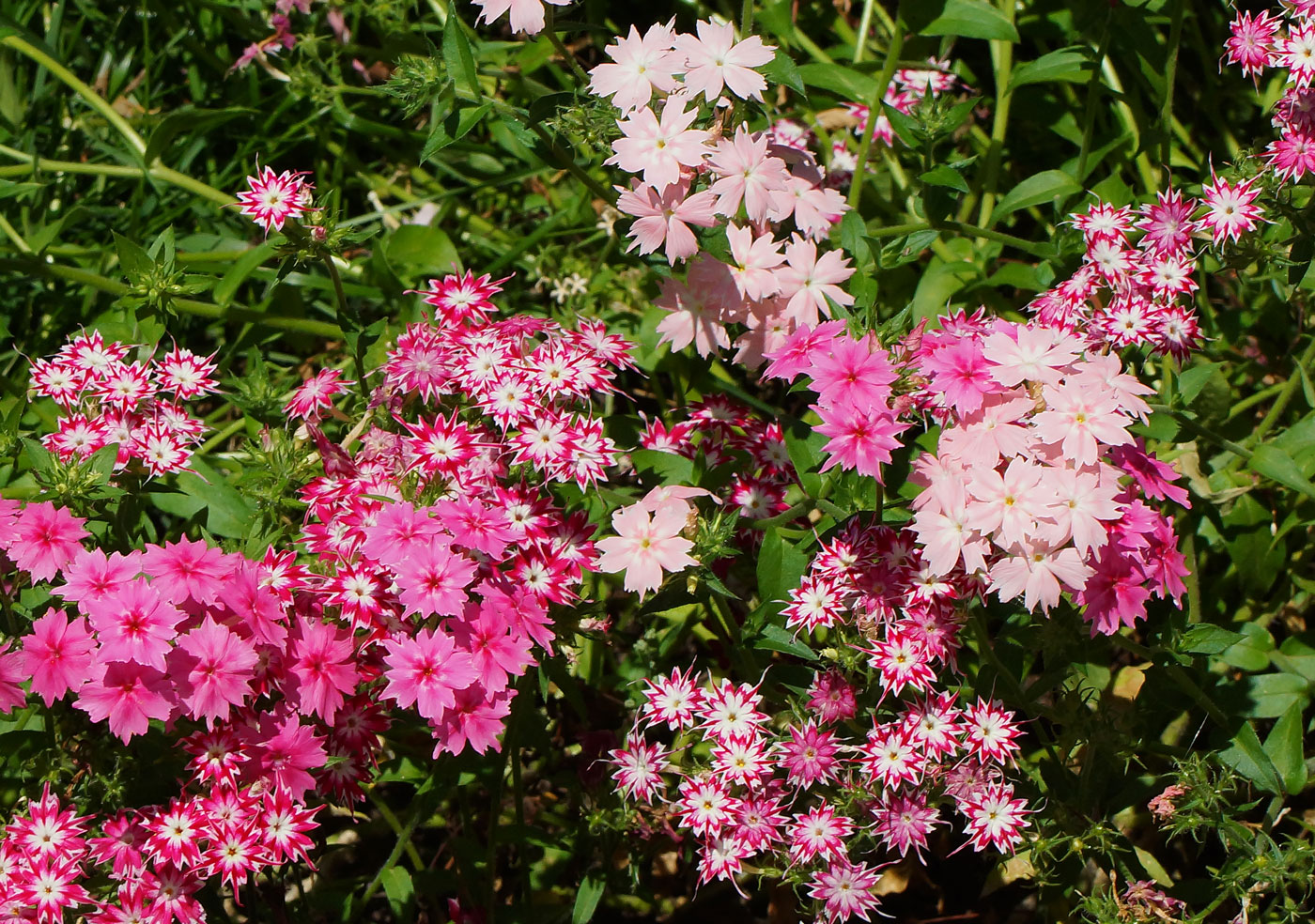 Изображение особи Phlox drummondii.