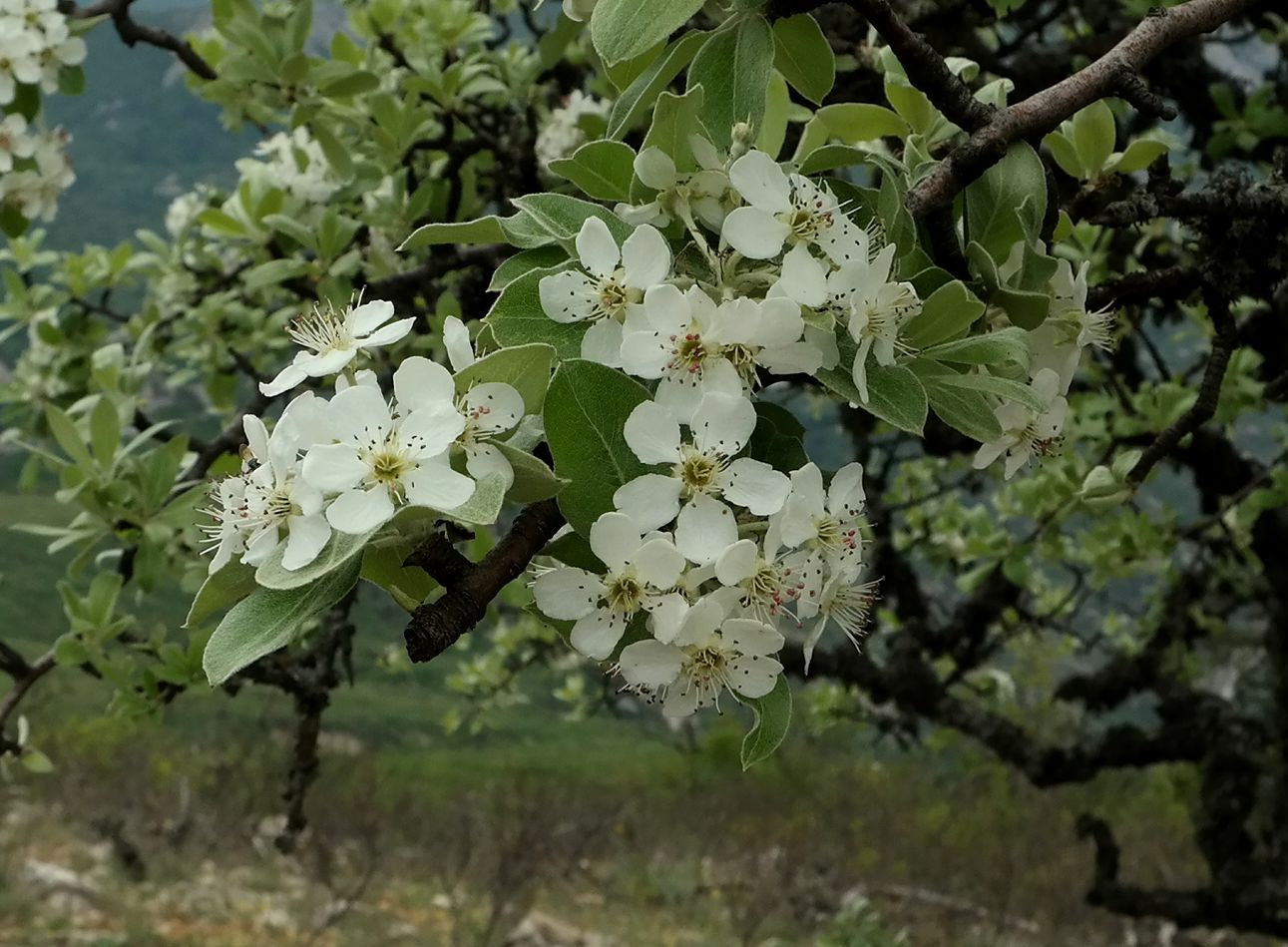 Image of Pyrus elaeagrifolia specimen.