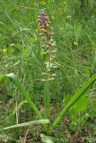 Leopoldia comosa. Цветущее растение. Крым, Байдарская долина. 23 мая 2010 г.