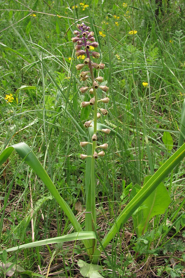 Image of Leopoldia comosa specimen.