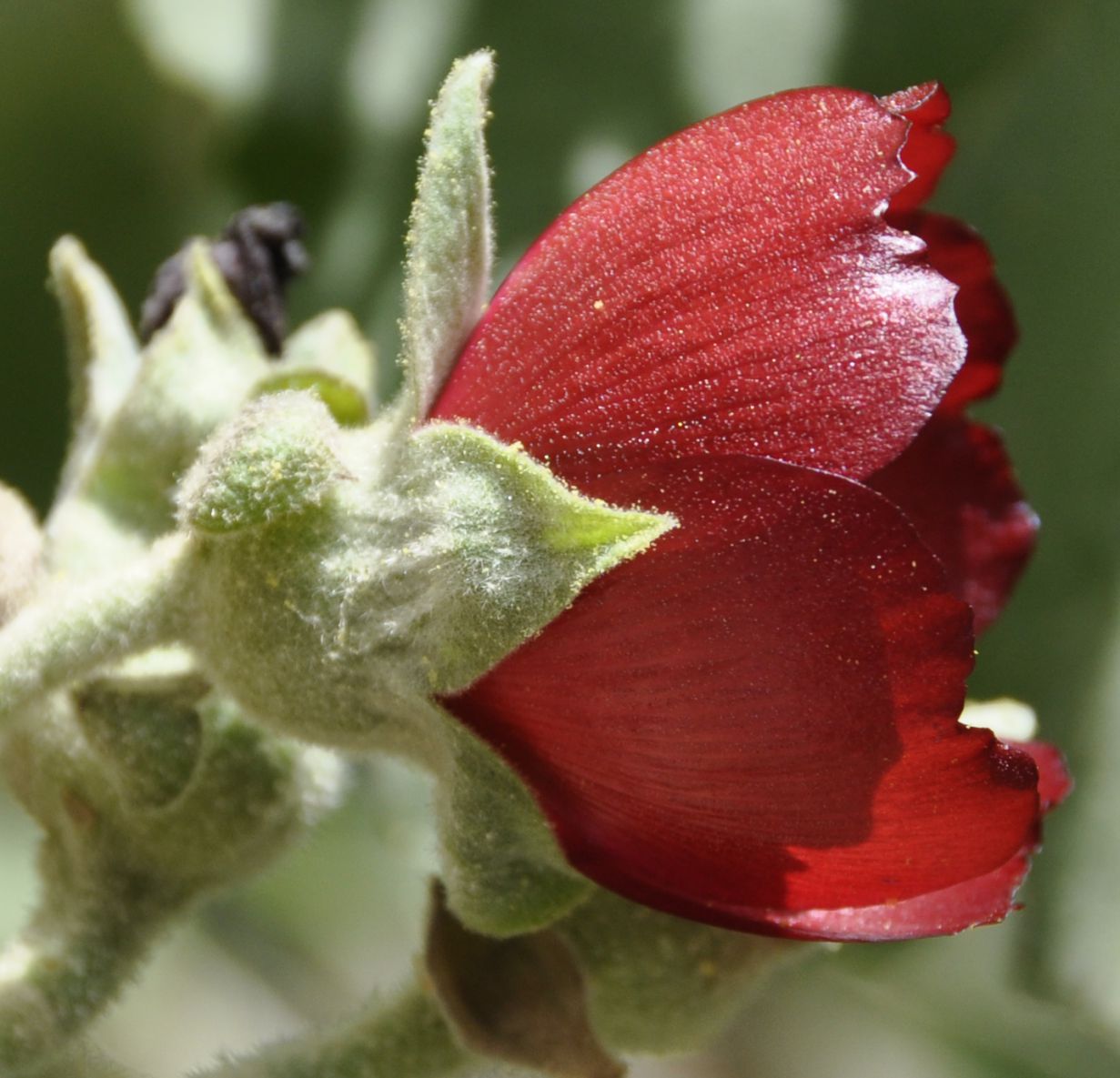 Изображение особи Phymosia umbellata.