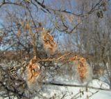 Salix pseudopentandra. Часть покоящейся ветви с прошлогодними и позапрошлогодними соплодиями. Магаданская обл., окр. г. Магадан, нижнее течение р. Магаданка, пойменный ивняк. 10.04.2017.