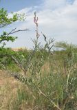 Astragalus barbidens. Верхушка веточки с соцветием и прошлогодними соплодиями. Дагестан, Кумторкалинский р-н, бархан Сарыкум. 06.05.2018.