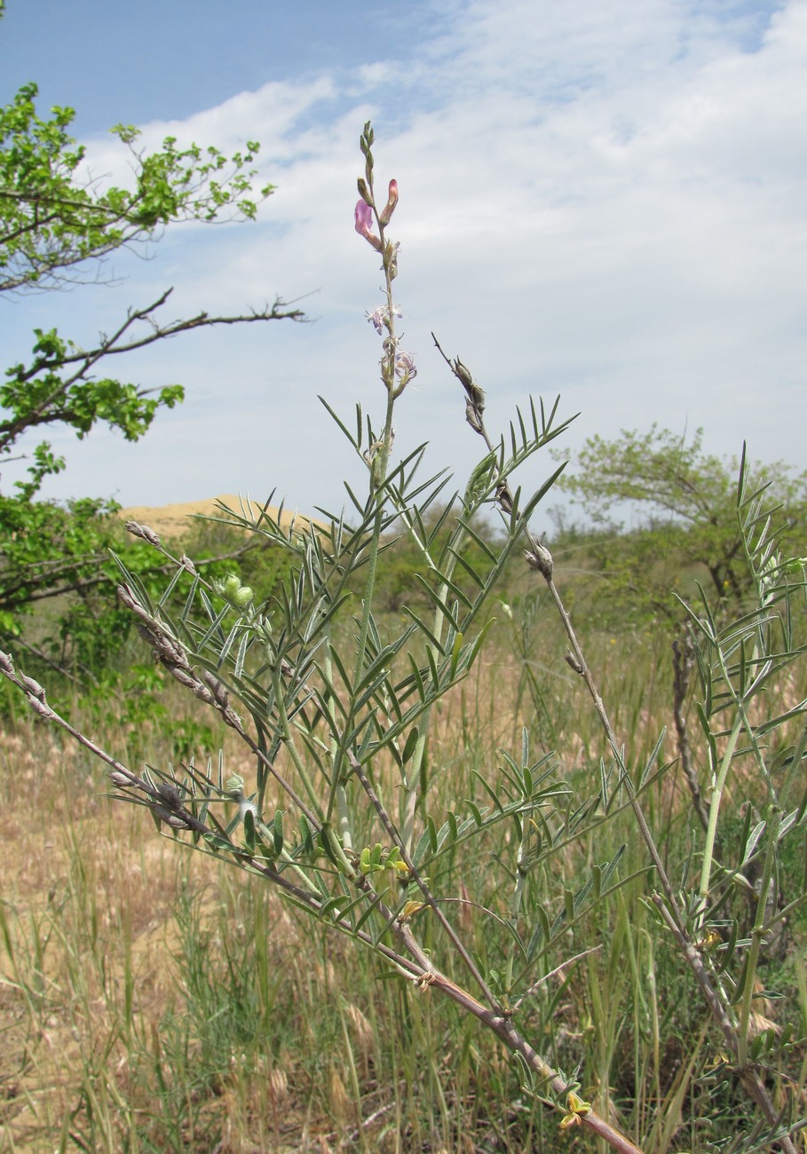 Изображение особи Astragalus barbidens.