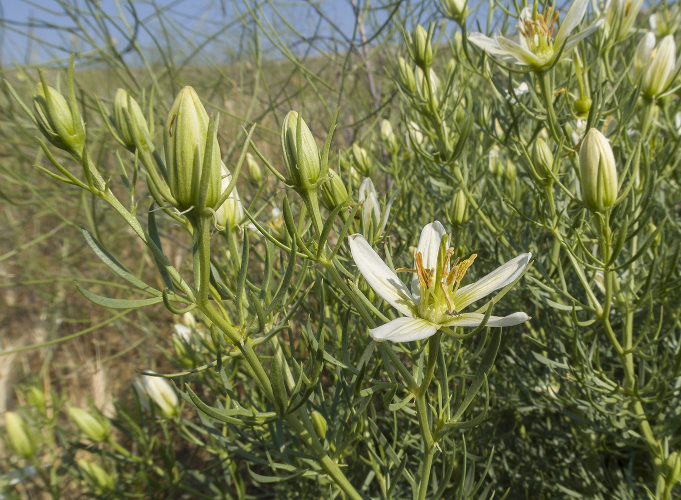 Image of Peganum harmala specimen.