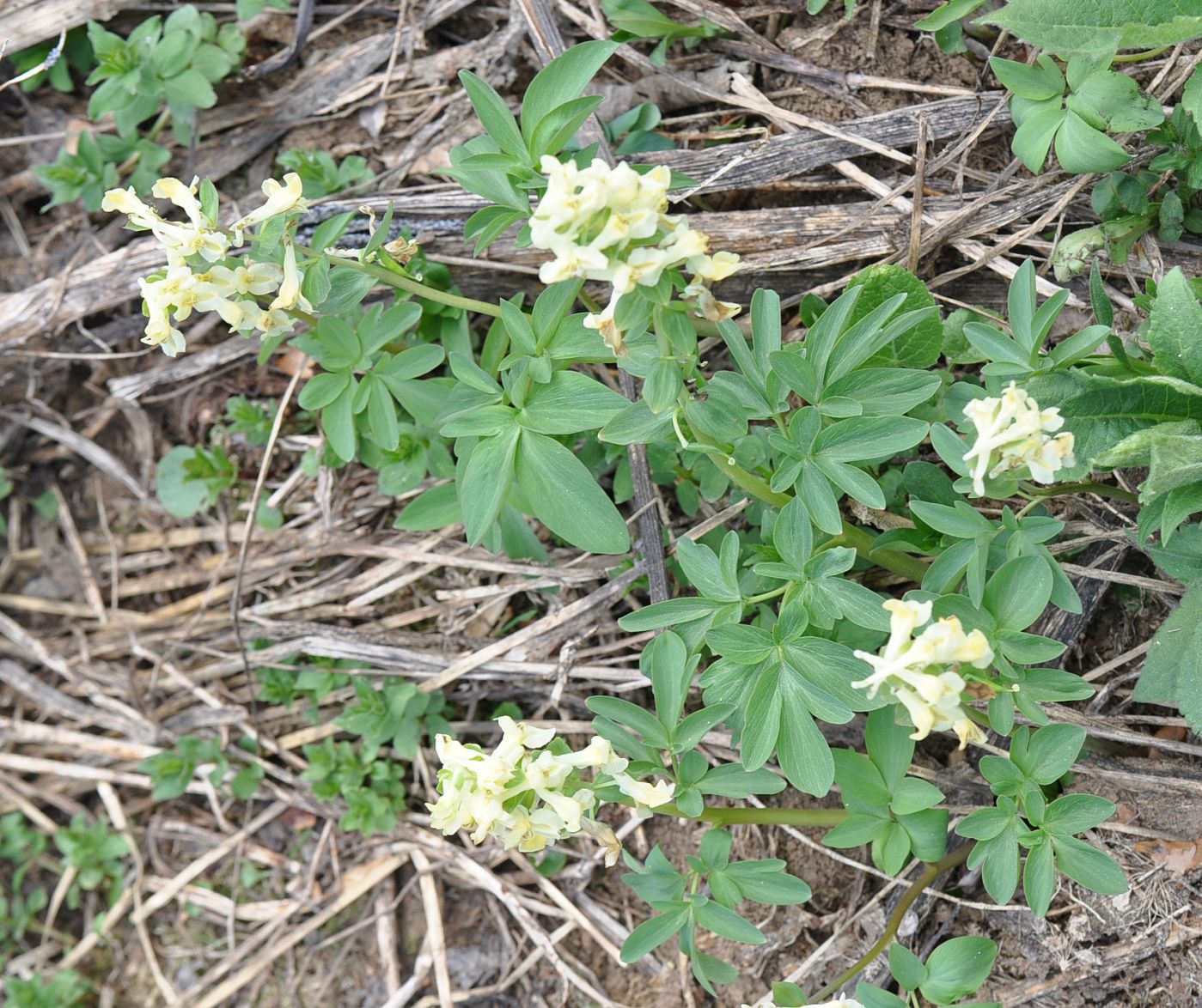 Изображение особи Corydalis marschalliana.