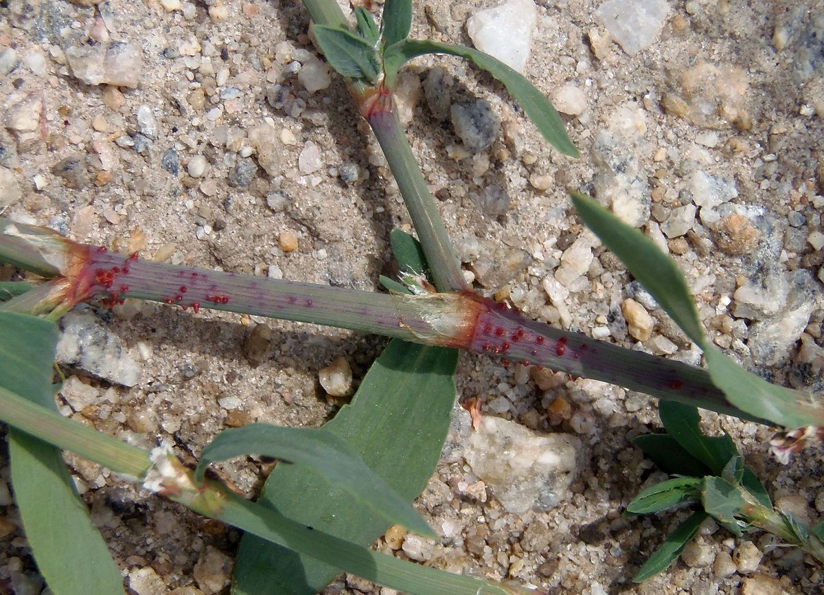 Image of Polygonum aviculare specimen.