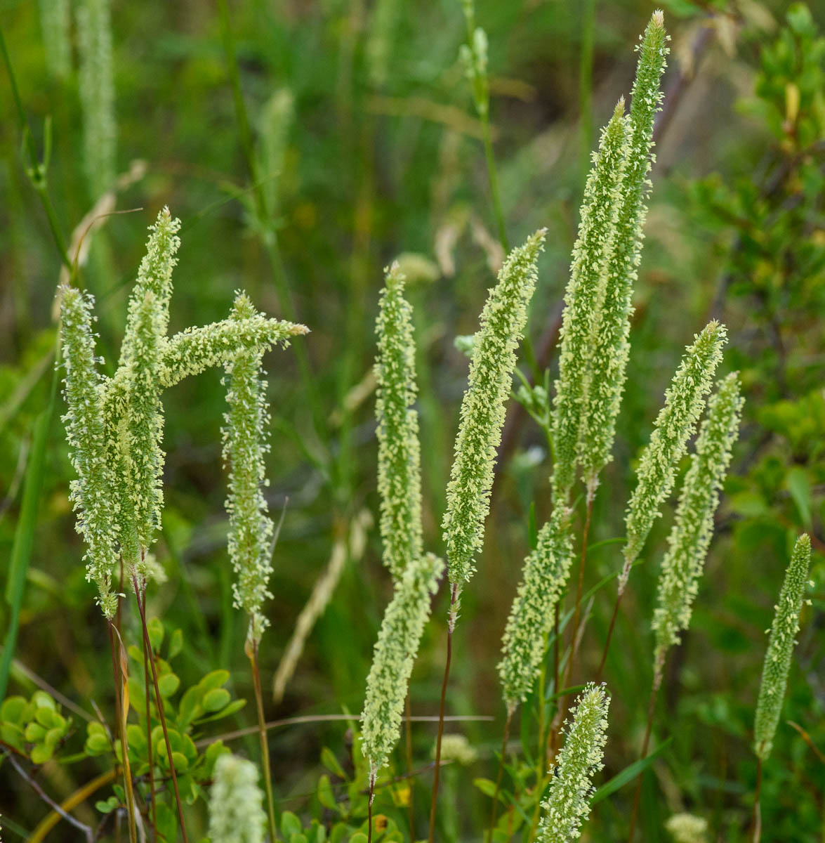 Изображение особи Phleum phleoides.