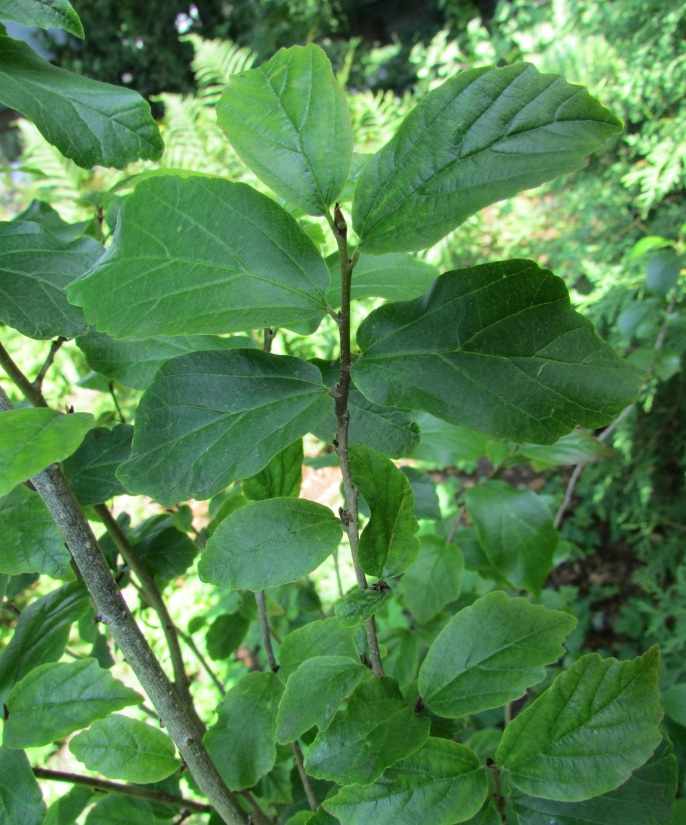 Image of Parrotia persica specimen.