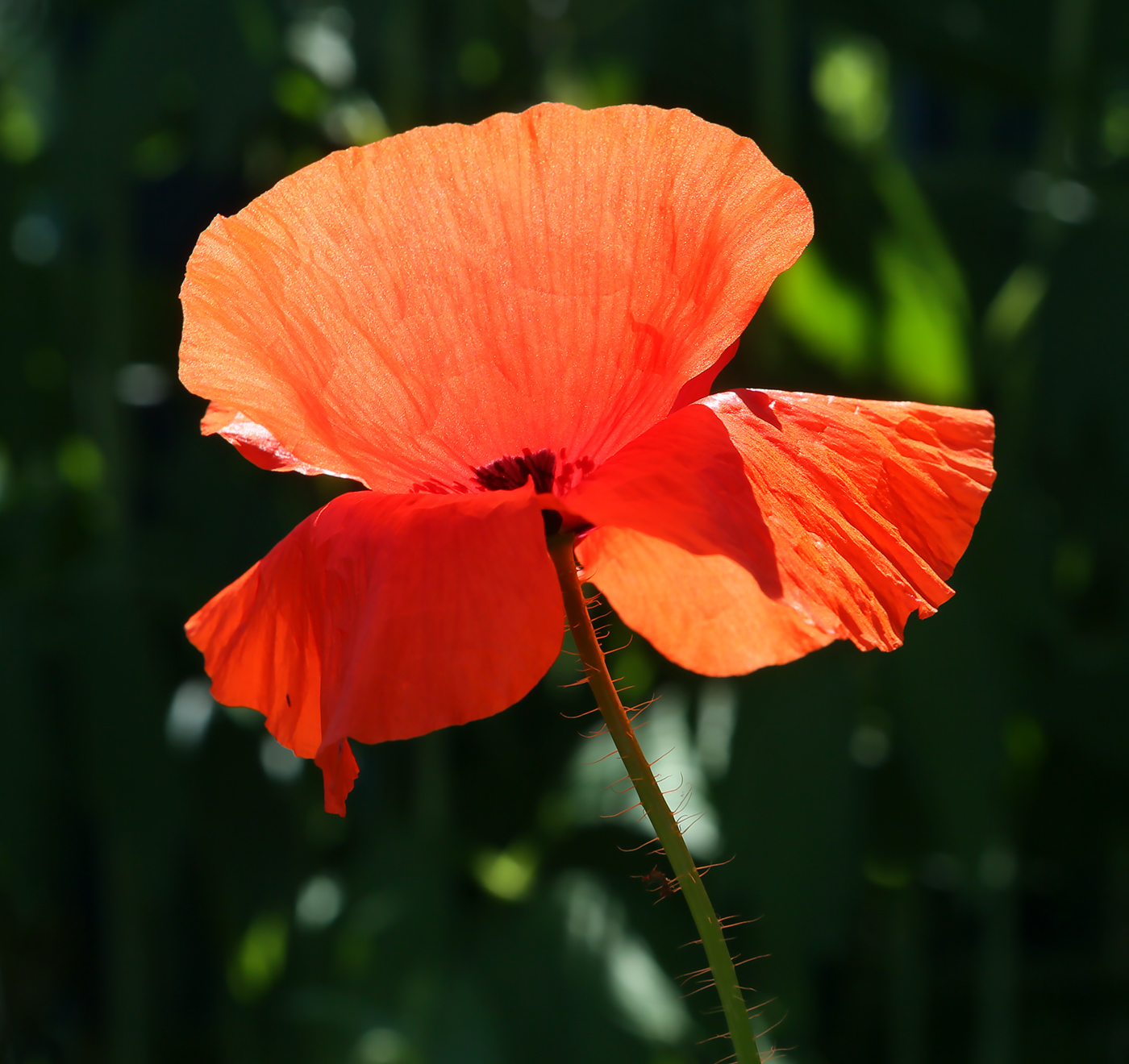 Изображение особи Papaver rhoeas.