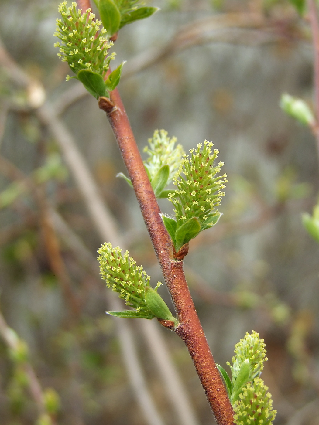 Изображение особи Salix bebbiana.