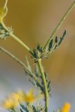 Senecio jacobaea