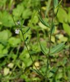 Epilobium adenocaulon