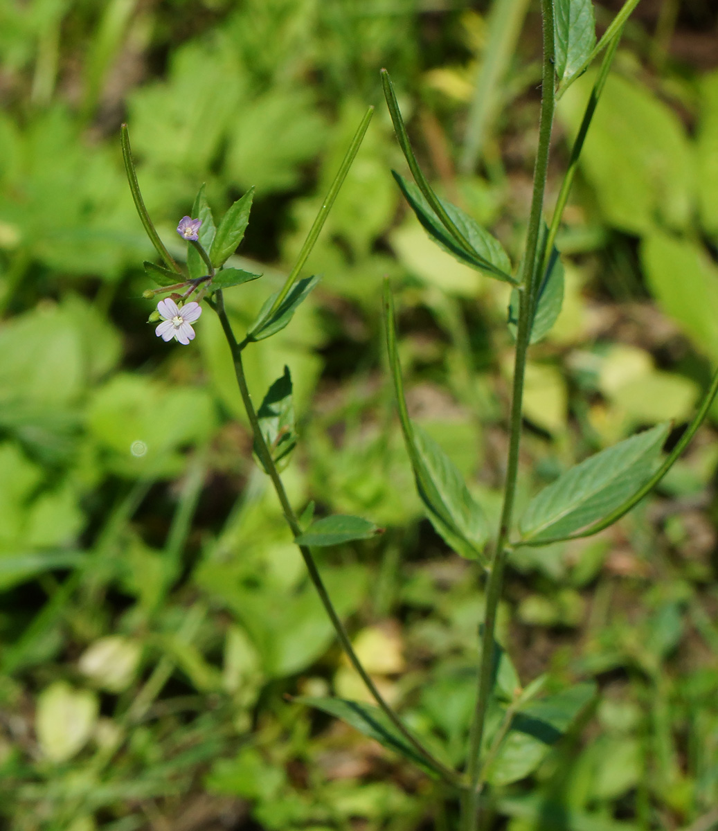 Image of Epilobium adenocaulon specimen.