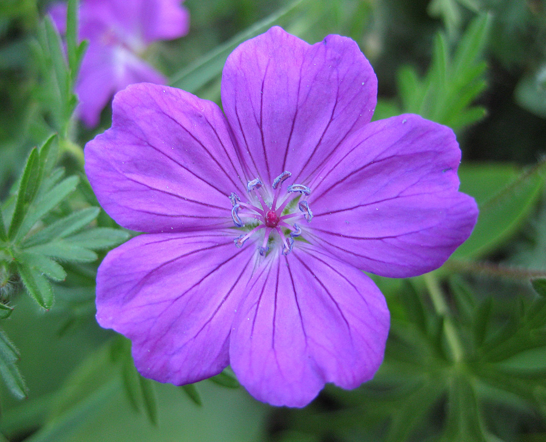 Изображение особи Geranium sanguineum.
