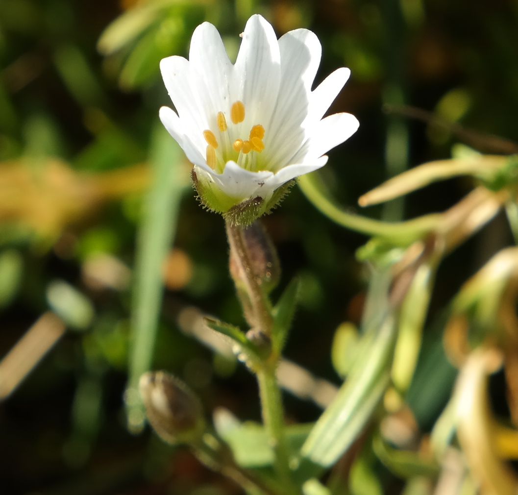 Изображение особи Dichodon cerastoides.