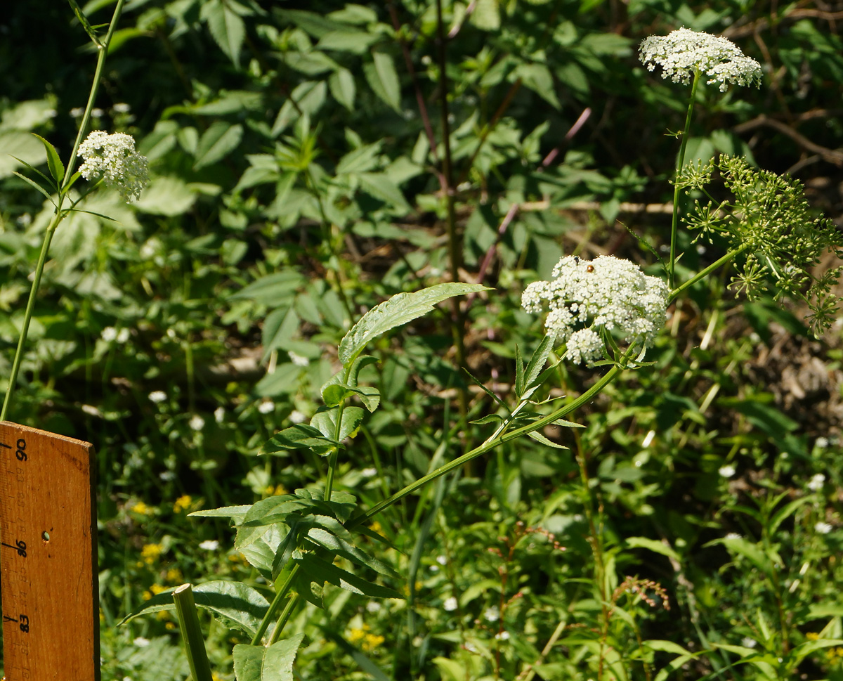 Изображение особи Sium latifolium.