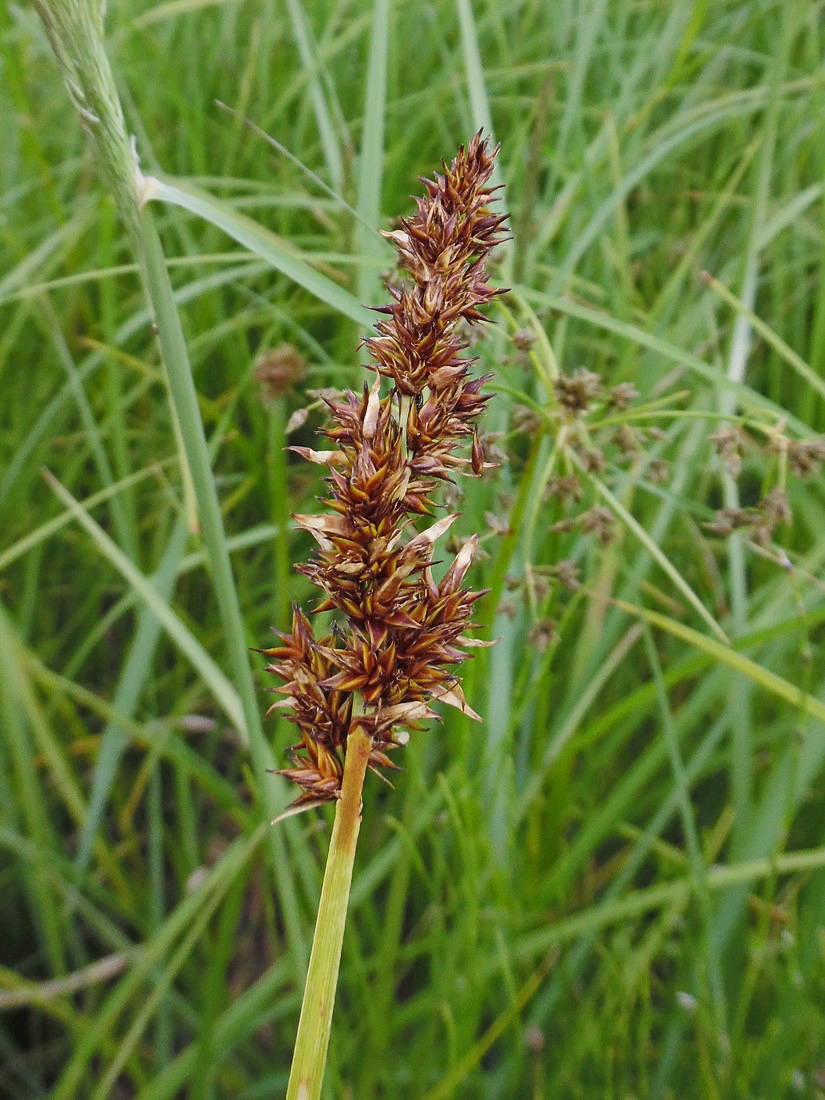 Image of Carex vulpina specimen.